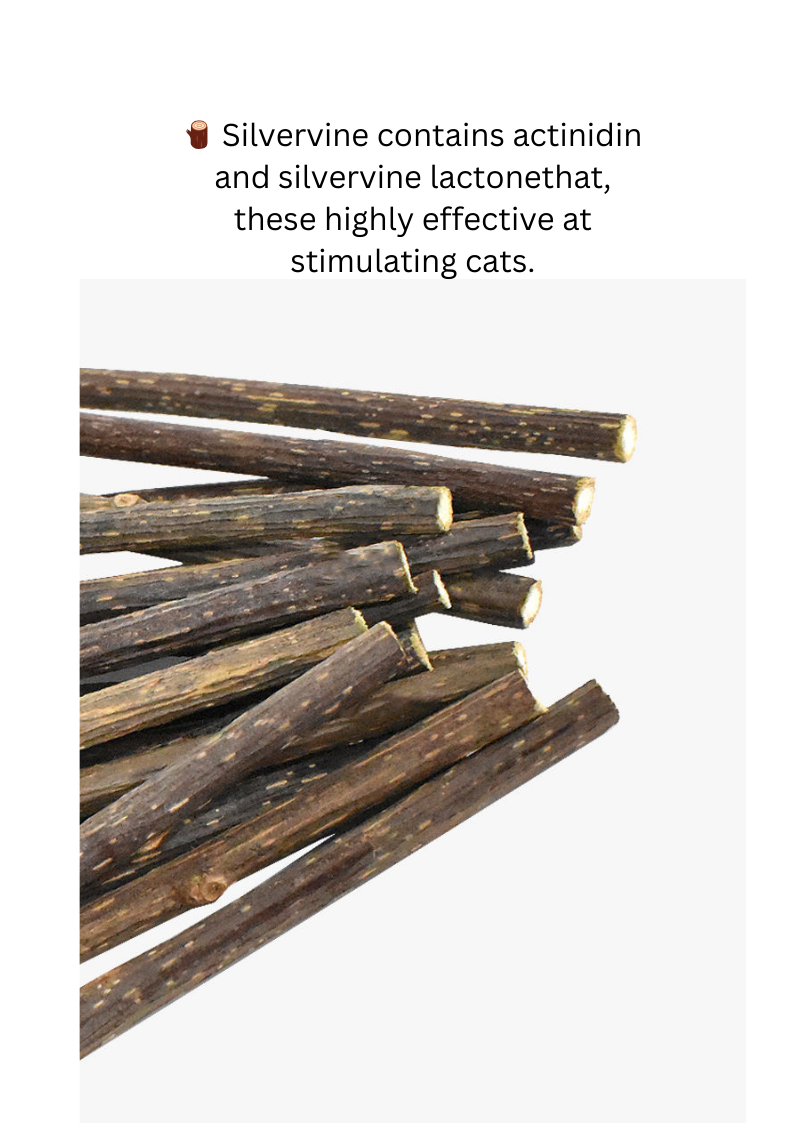 Baguette magique Silvervine