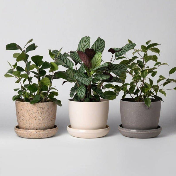 5" Upcycled Mini Planters: Bamboo Fibre White