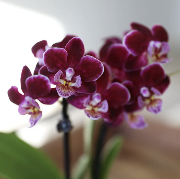 Mini Phalaenopsis Orchid