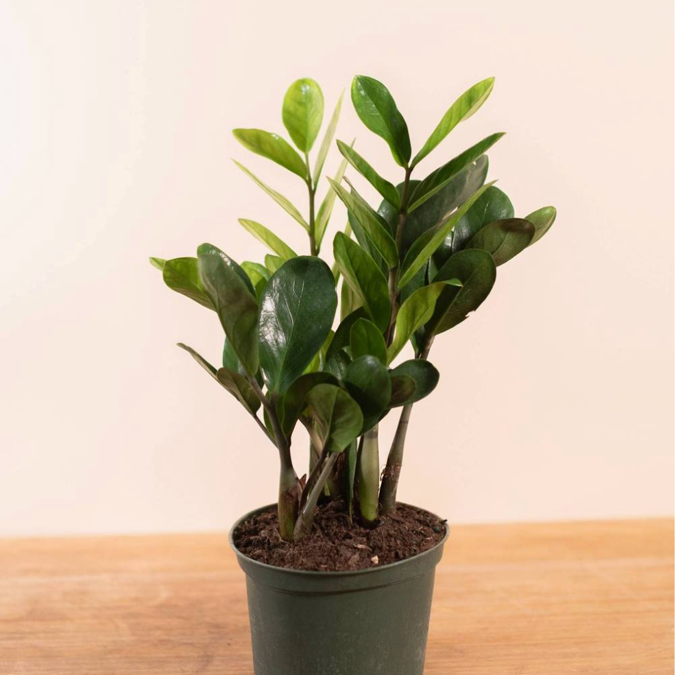 6 zz plant ZZ Plant Montréal | Easy-Care Indoor Plant