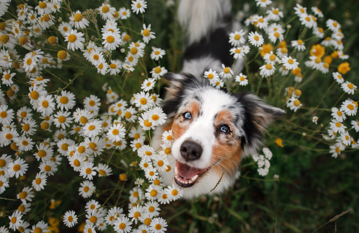 What Flowers Are Toxic to Cats and Dogs (A Pet-Safe Guide)