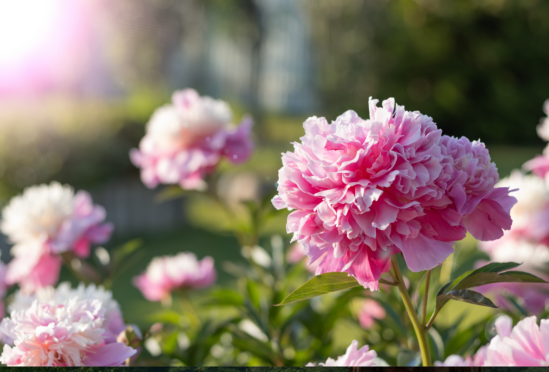 Seasonal Flowers in Québec: What’s in Bloom Right Now