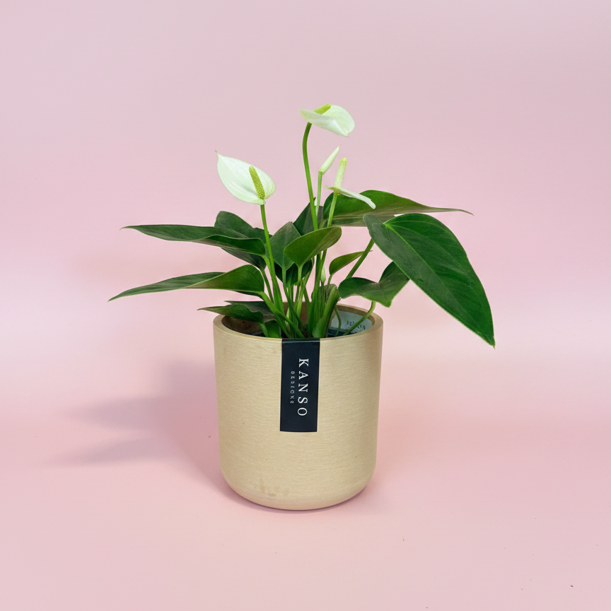 Plants