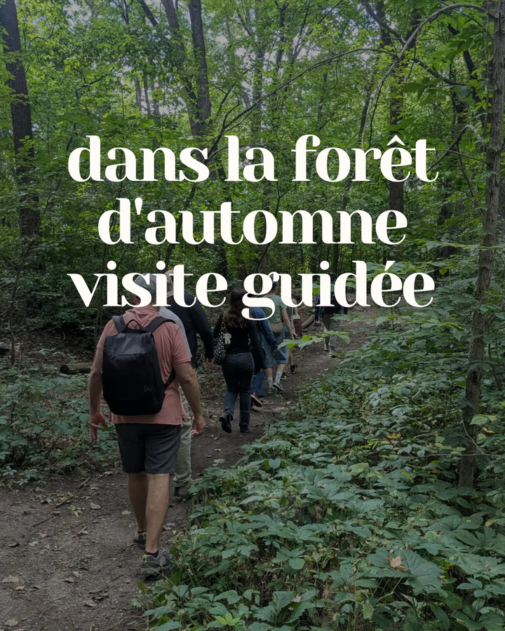 Dans la Forêt d'Automne (Visite Guidée)