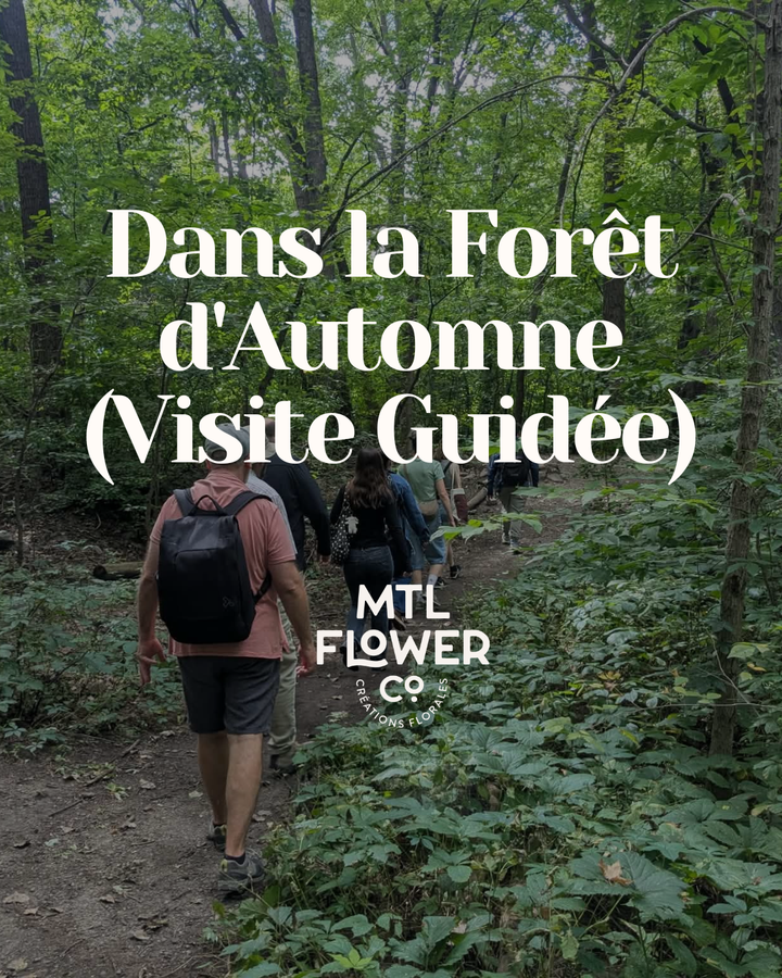 Dans la Forêt d'Automne (Visite Guidée)