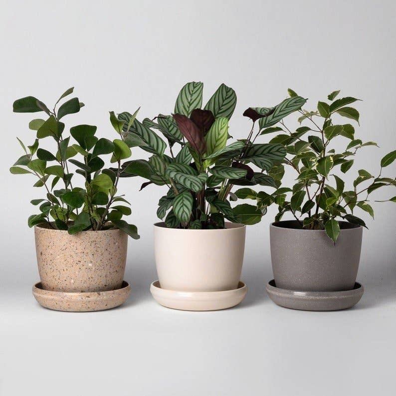5" Upcycled Mini Planters: Bamboo Fibre White