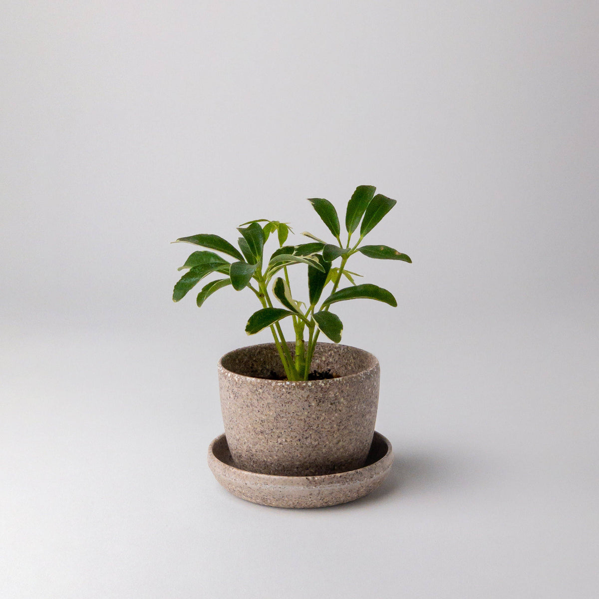 Nut Husk Mini Planter Pot