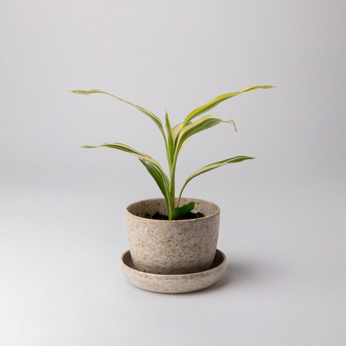 Rice Husk Mini Planter Pot