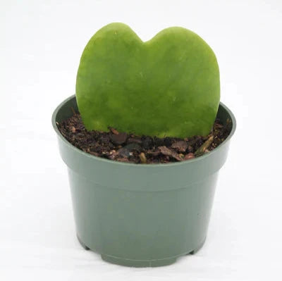 Hoya Kerrii Heart (2.5")