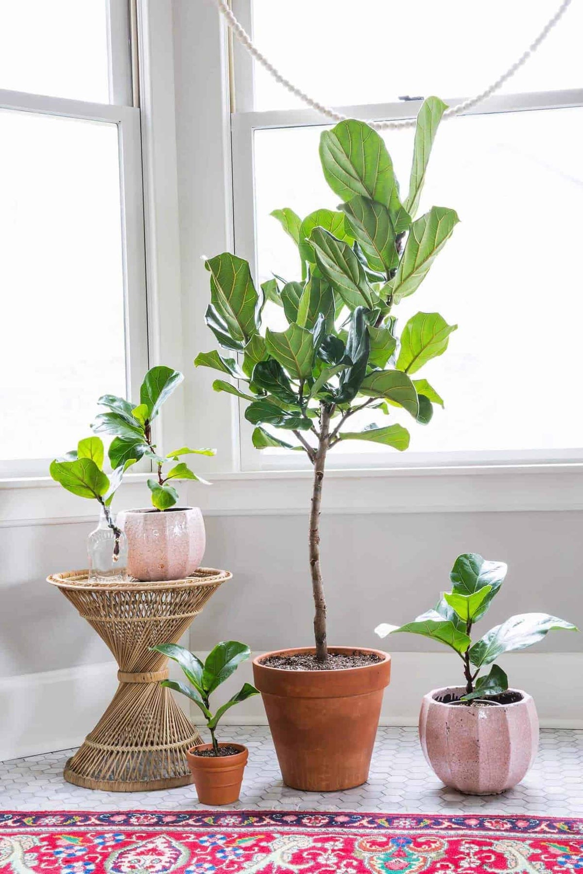 Fiddle Leaf Fig Tree