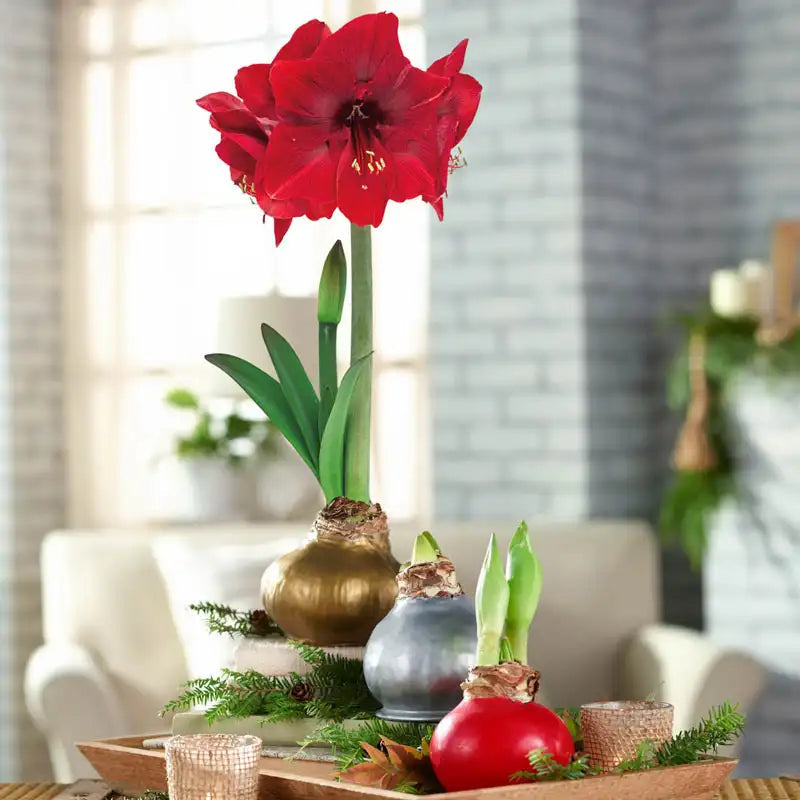 Amaryllis Bulb in Wax