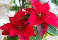 Poinsettia