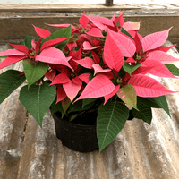 Poinsettia