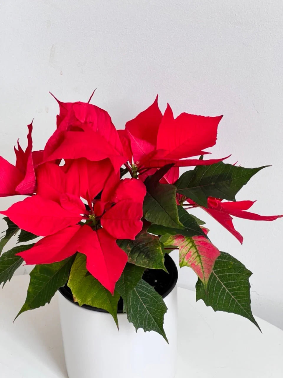 Poinsettia