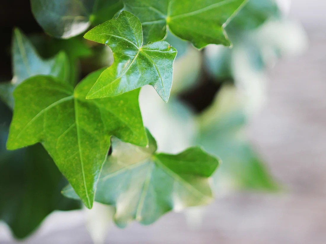 Ivy Heart Topiary