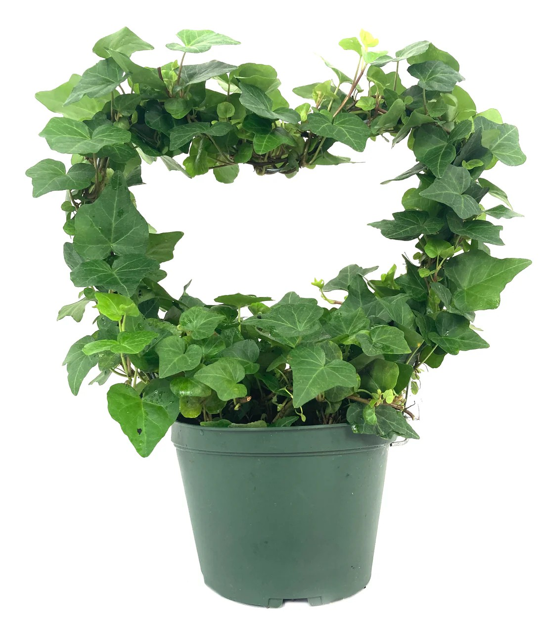 Ivy Heart Topiary