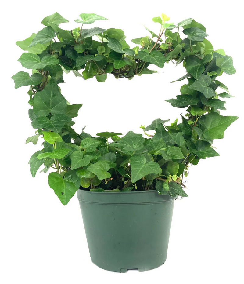 Ivy Heart Topiary