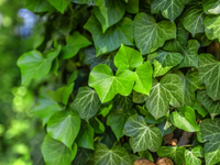 Ivy Heart Topiary