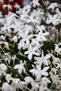 Jasmin Officinale 'Common Jasmine'