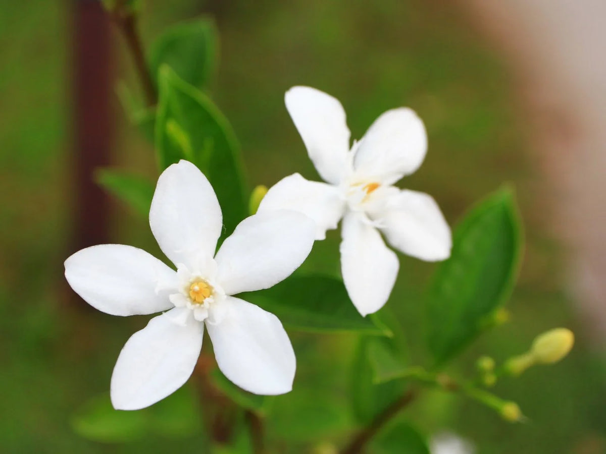 Jasmin Officinale 'Common Jasmine'