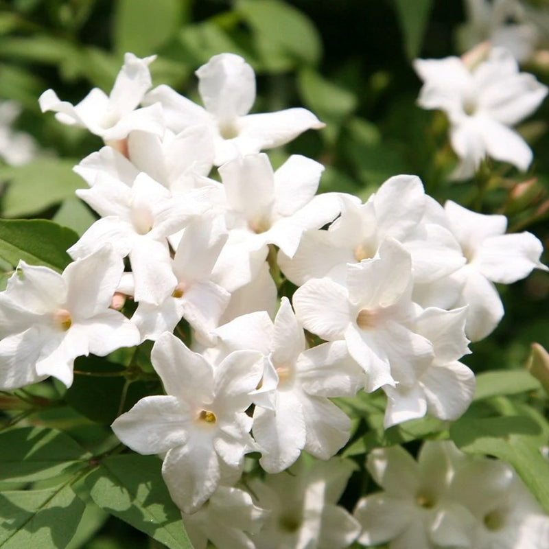 Jasmin Officinale 'Common Jasmine'