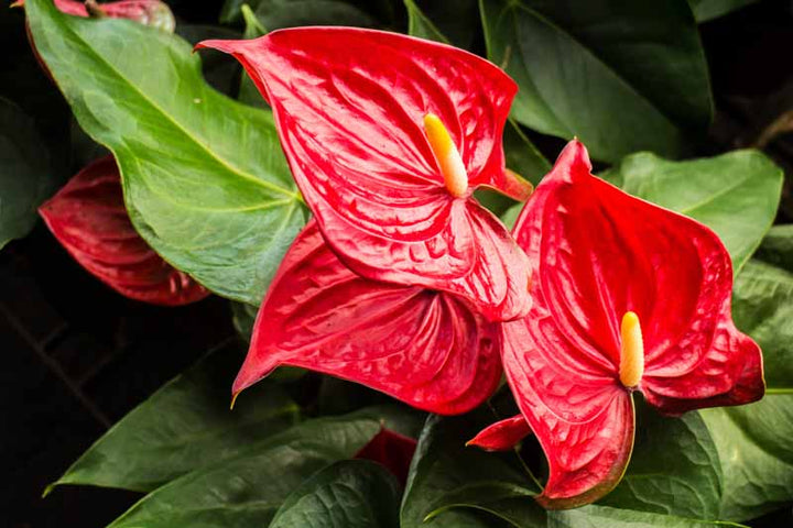 A close-up image of a group of red-colored Anthurium andreanum flowers, also known as Flamingo Flower, with glossy, heart-shaped leaves.