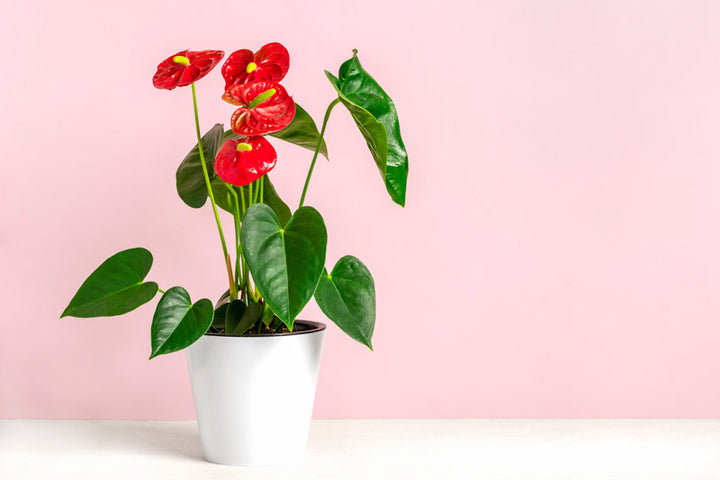 Anthuirum Andreanun (Flamingo Flower) 4" Grower's Pot