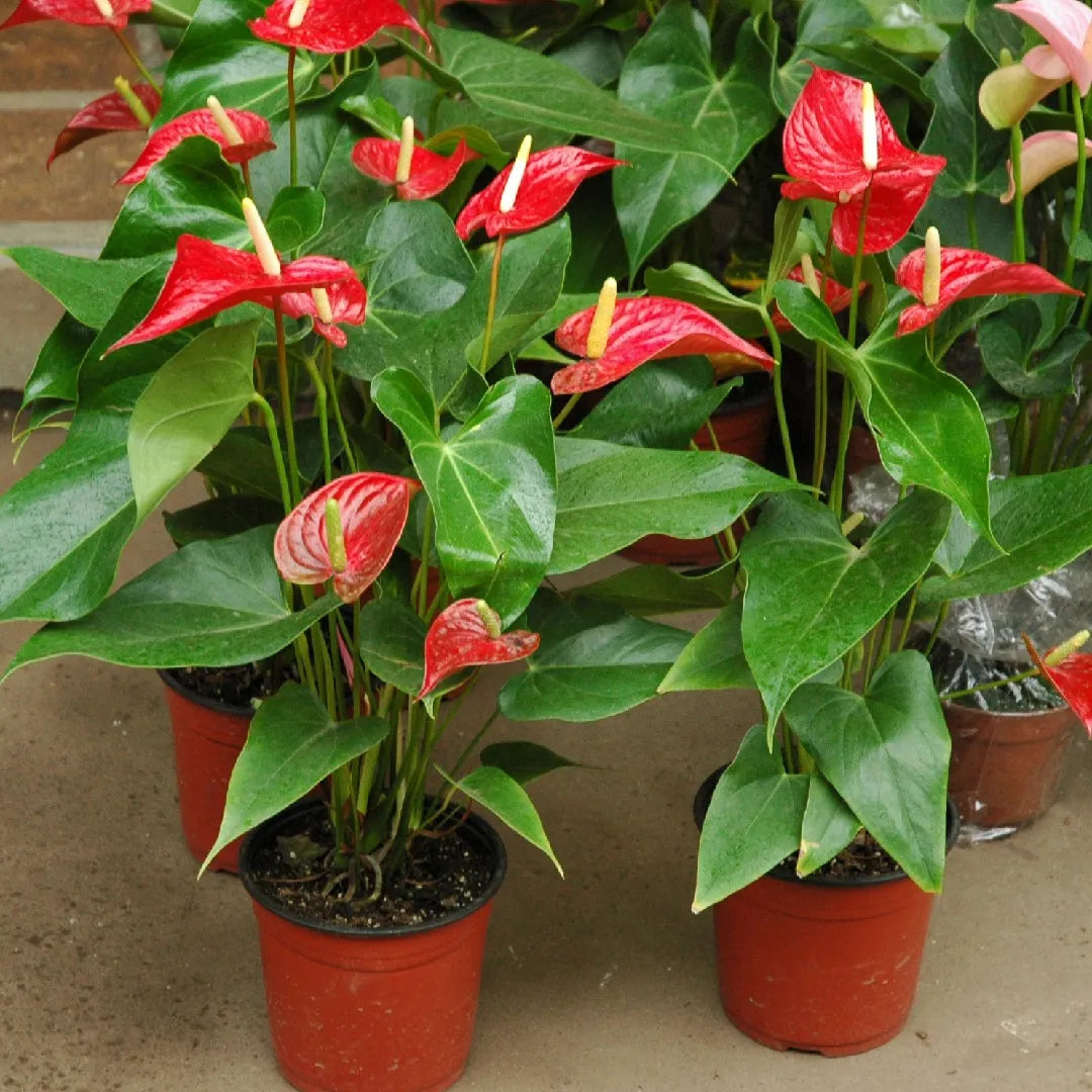 Anthuirum Andreanun (Flamingo Flower) 4" Grower's Pot