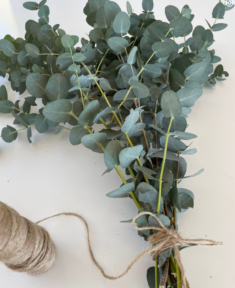 Bouquet d'eucalyptus – Douches vapeur