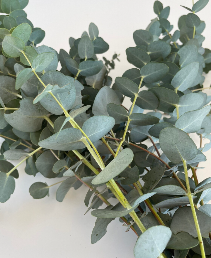 Bouquet d'eucalyptus – Douches vapeur