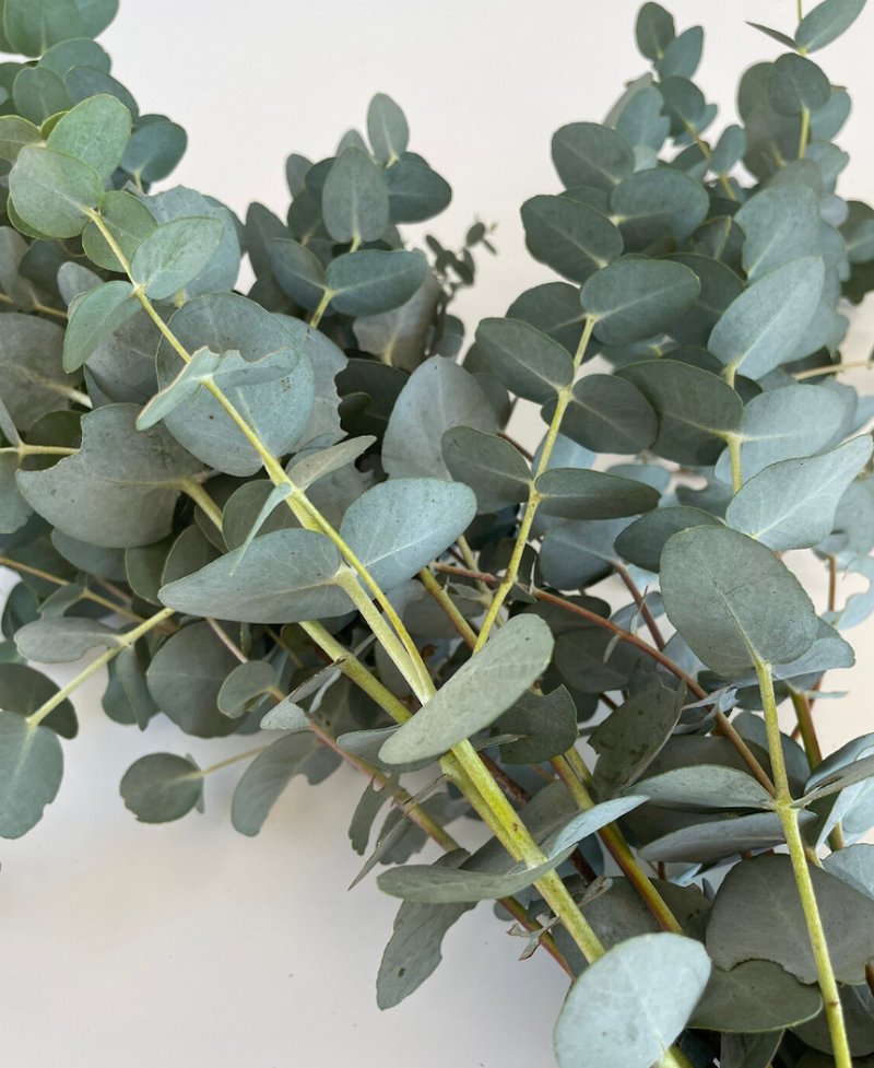 Eucalyptus Bouquet – Shower Steamers