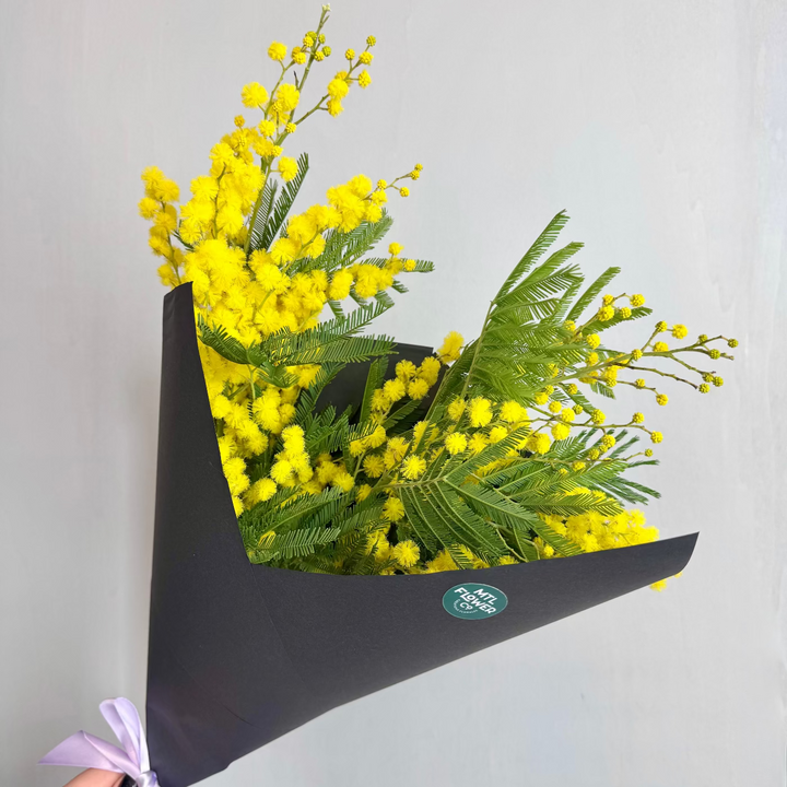 A bouquet of yellow Mimosa flowers wrapped in black paper with a purple ribbon.