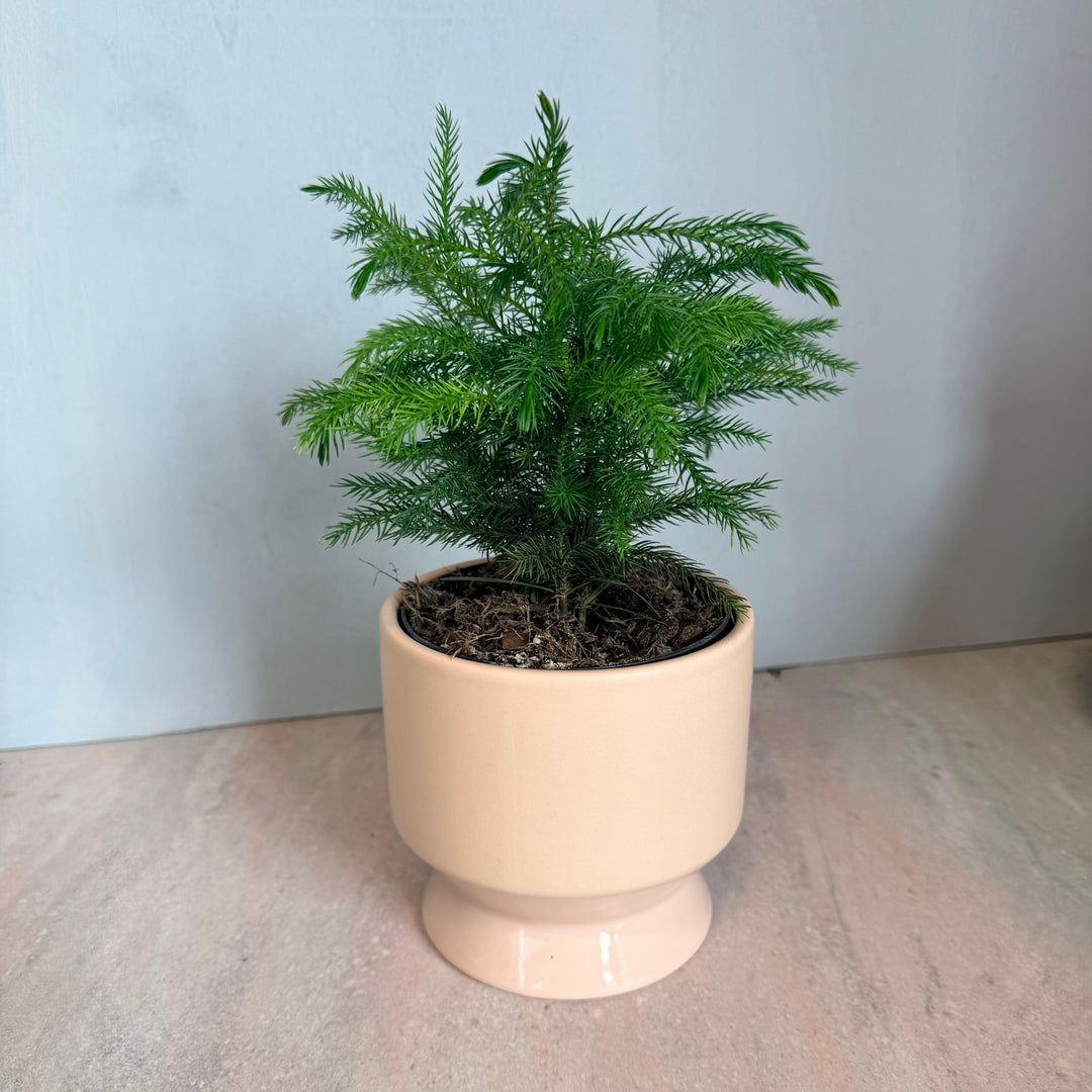 Potted plant in a beige pot on a wooden floor with a light gray wall background