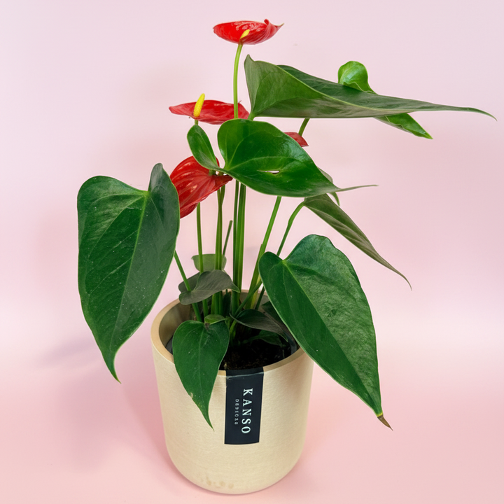 Anthuirum Andreanun (Flamingo Flower) 4" Grower's Pot