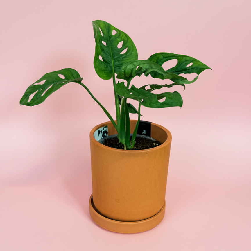 Potted plant with green leaves in a terracotta pot on a pink background