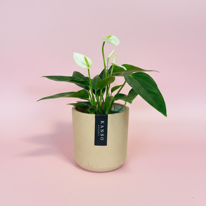 Potted plant with white flowers and green leaves on a pink background