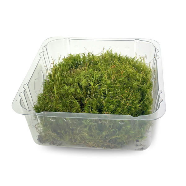 Mossify - Mousse naturelle des forêts canadiennes - Revita-Moss (Pleurozium schreberi)