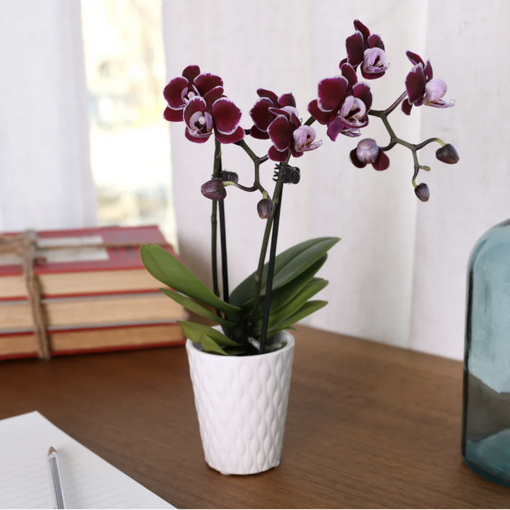 Mini Phalaenopsis Orchid