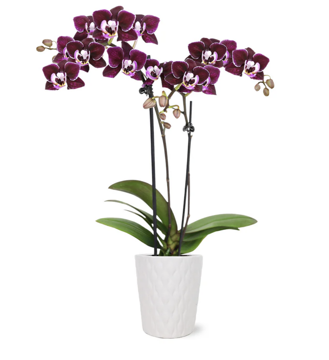 Mini Phalaenopsis Orchid