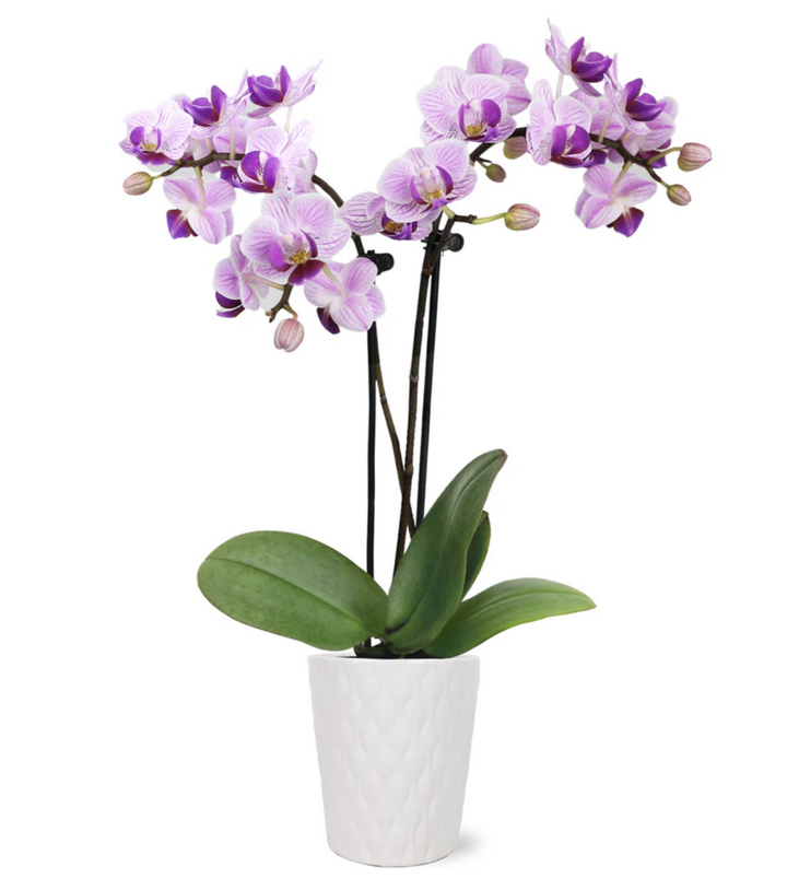 Mini Phalaenopsis Orchid