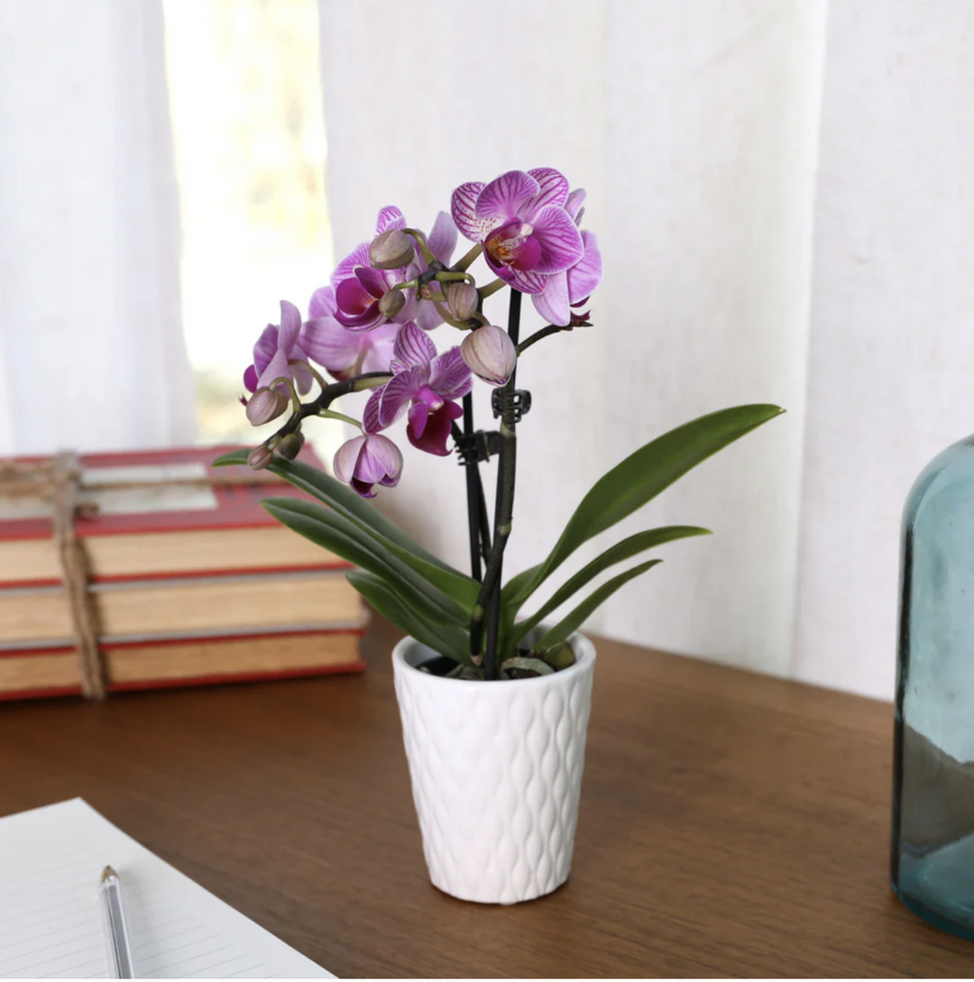 Mini Phalaenopsis Orchid