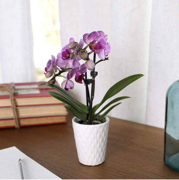 Mini Phalaenopsis Orchid