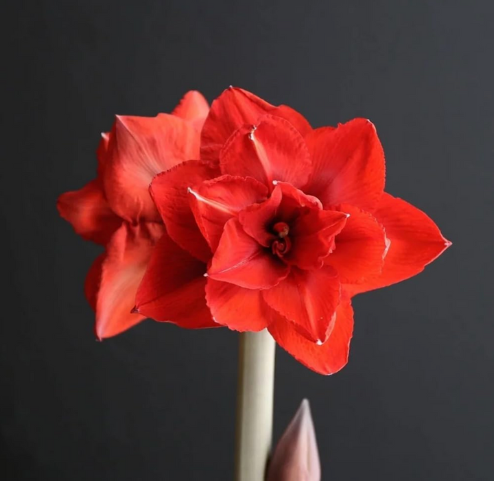 Amaryllis Bulb in Wax