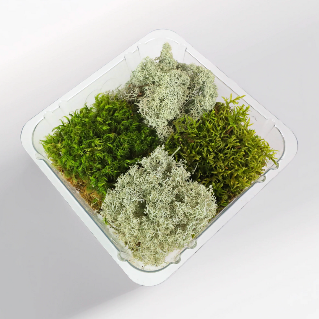 Mossify - Revita-Moss Mixed Pack