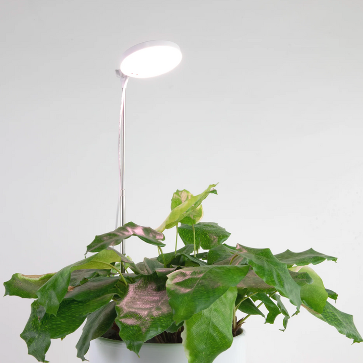 Mossify - Adjustable LED Plant Light