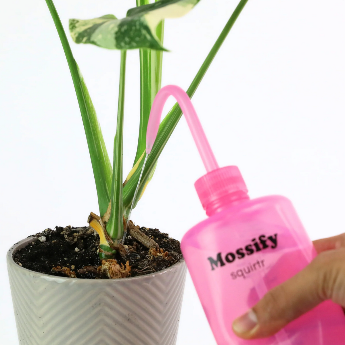 Mossify - Squirtr