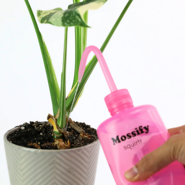 Mossify - Squirtr