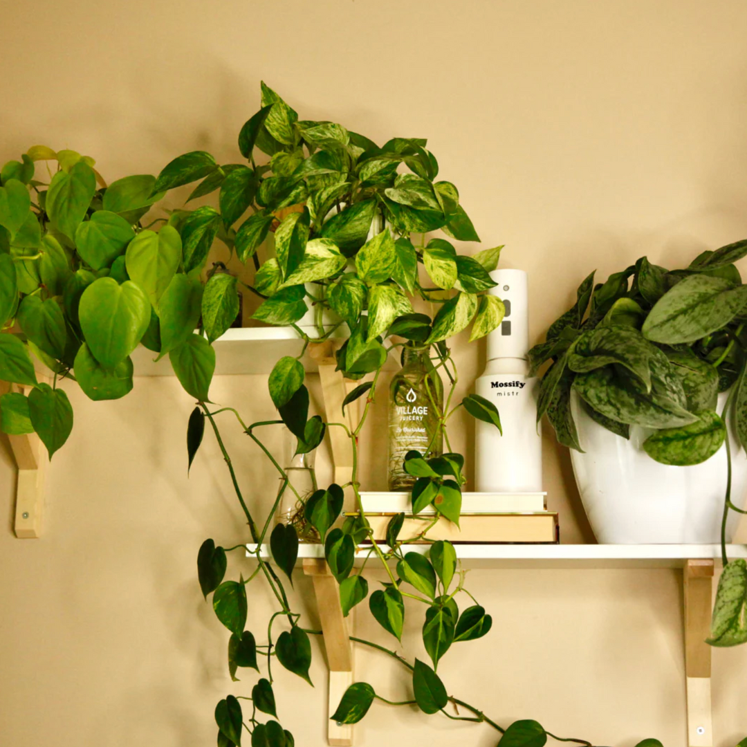 Mossify - The Original Mossify mistr™