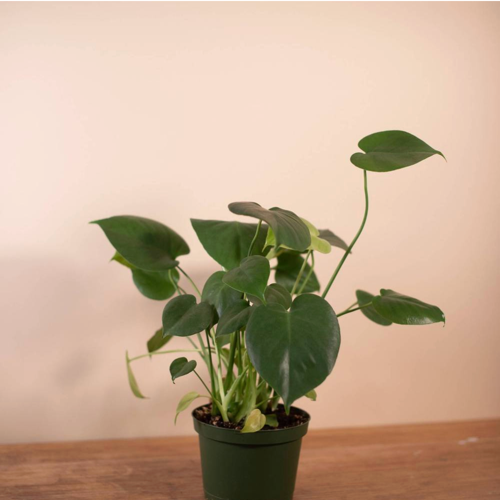 Monstera Plant (Monstera deliciosa) - 6" Grower's Pot