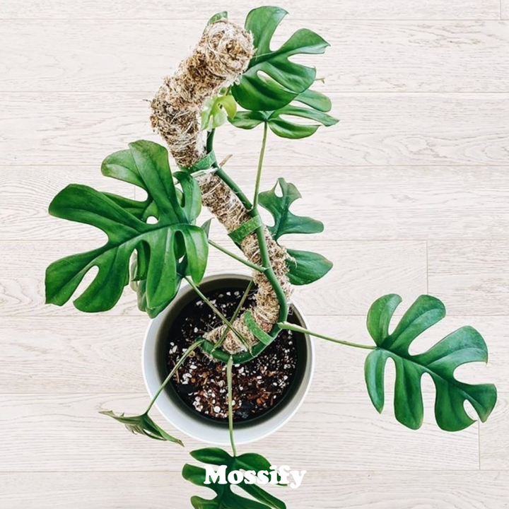 Mossify - The Bendable Moss Pole